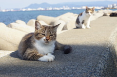 うみねこたち