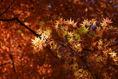 紅葉谷にて５