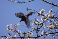 飛び移る