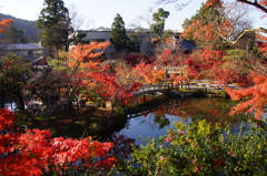 京都　永観堂　12月初旬