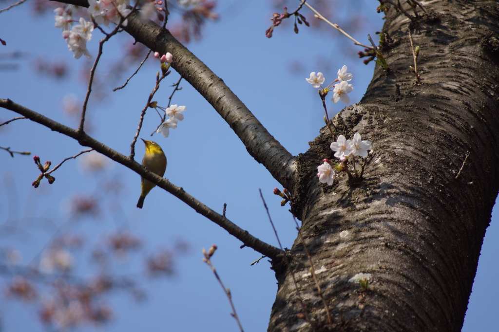 桜とメジロ２