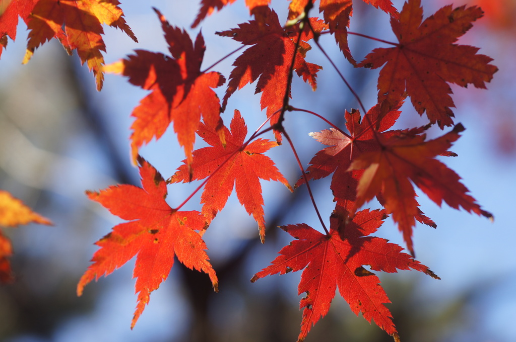 紅葉模様