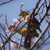 なかよし