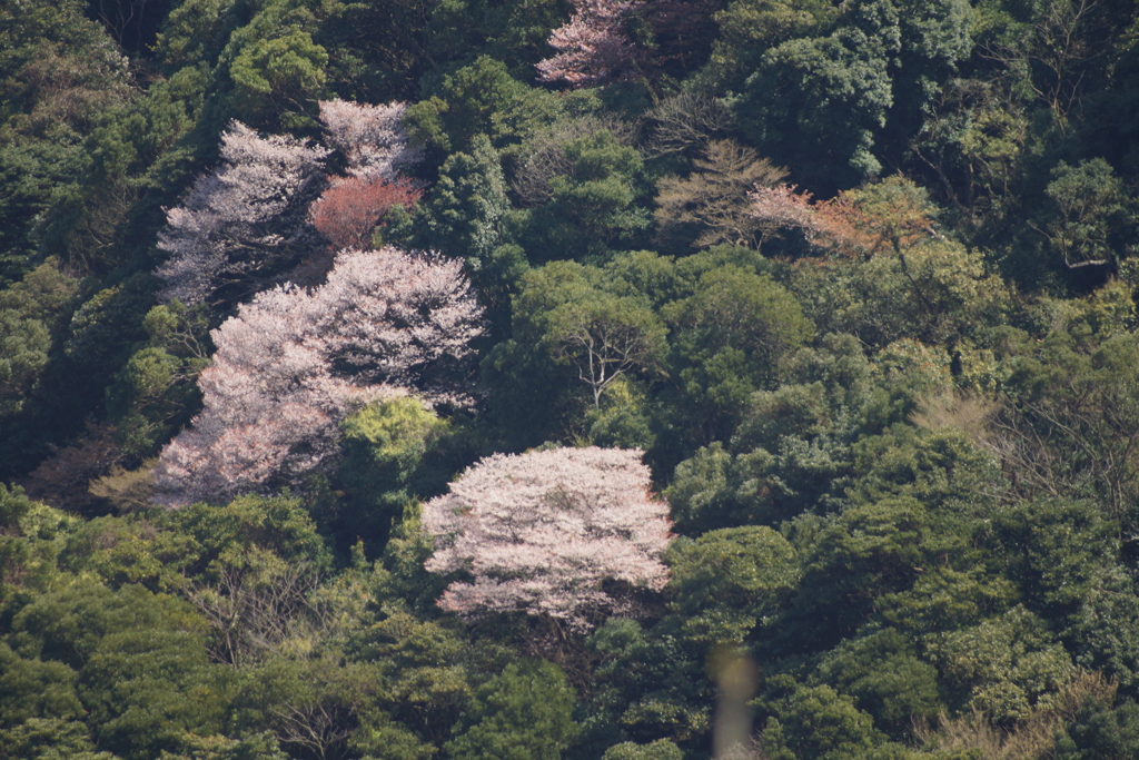 山間の桜２