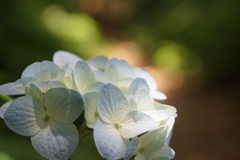 アジサイの森で２