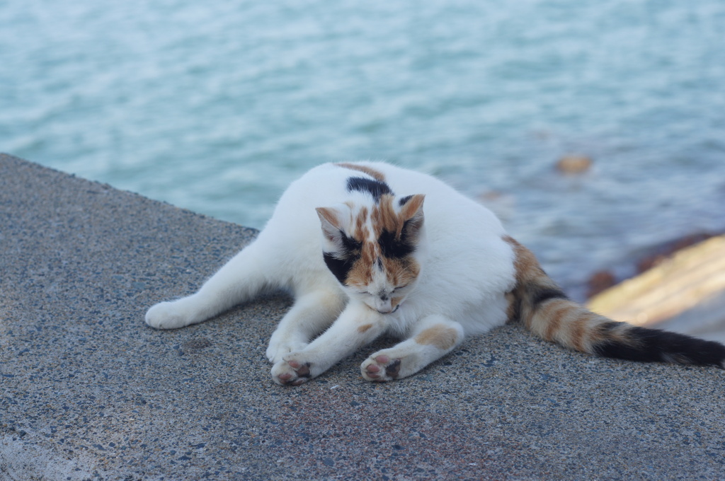 cat in blue