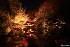 2019　白鳥庭園にて