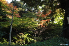 2019　徳川園にて