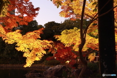 2019　白鳥庭園にて