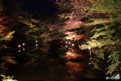 2019　白鳥庭園にて