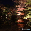2019　白鳥庭園にて