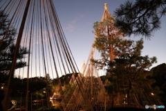 2019　白鳥庭園にて