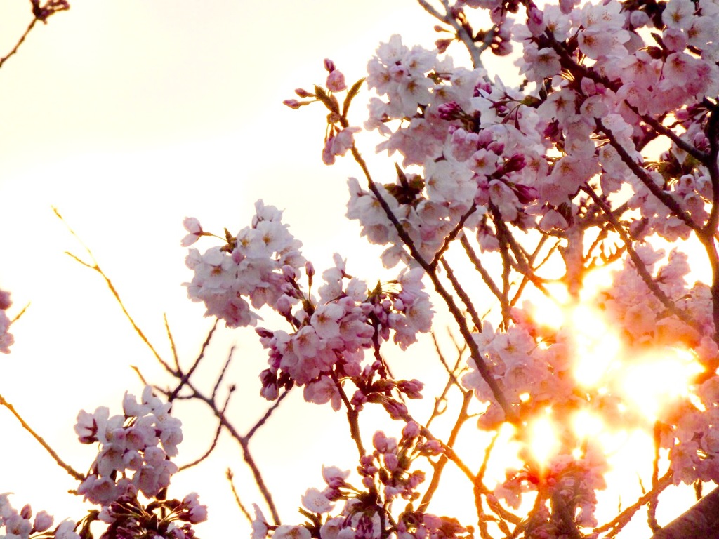 展勝地の桜