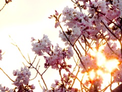 展勝地の桜