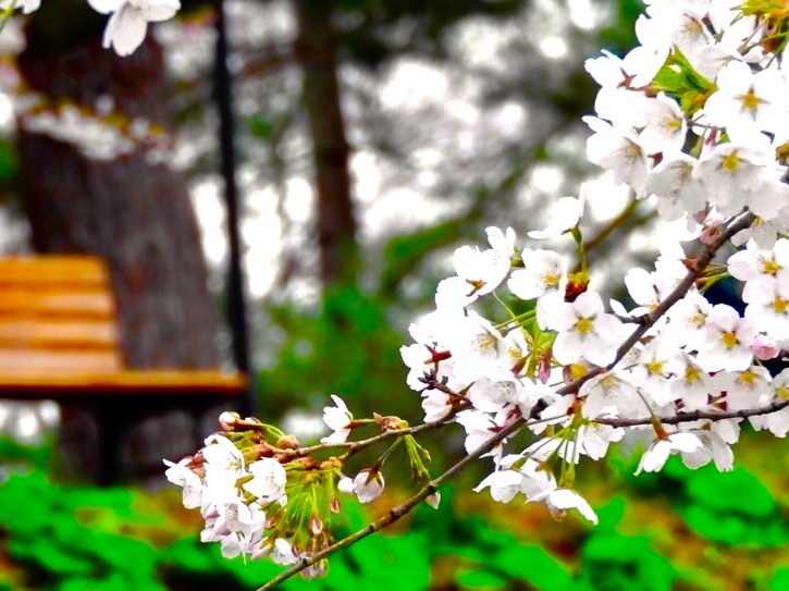 桜とベンチ