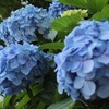 紫陽花