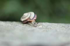 蝸牛