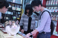 上海と猫