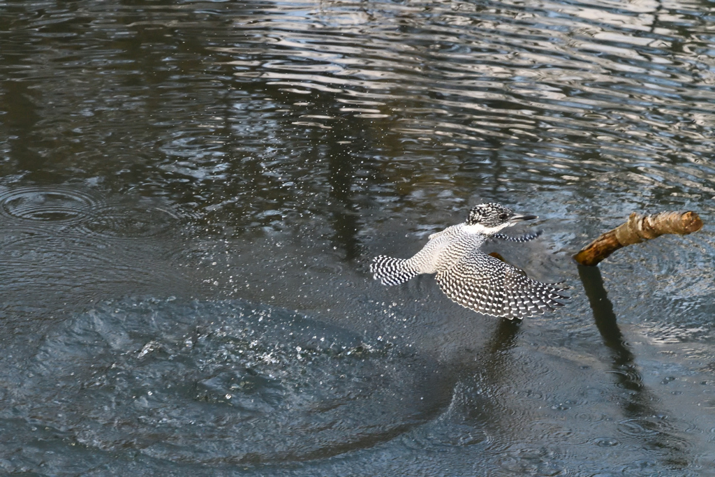 ヤマセミ　飛び出しその8