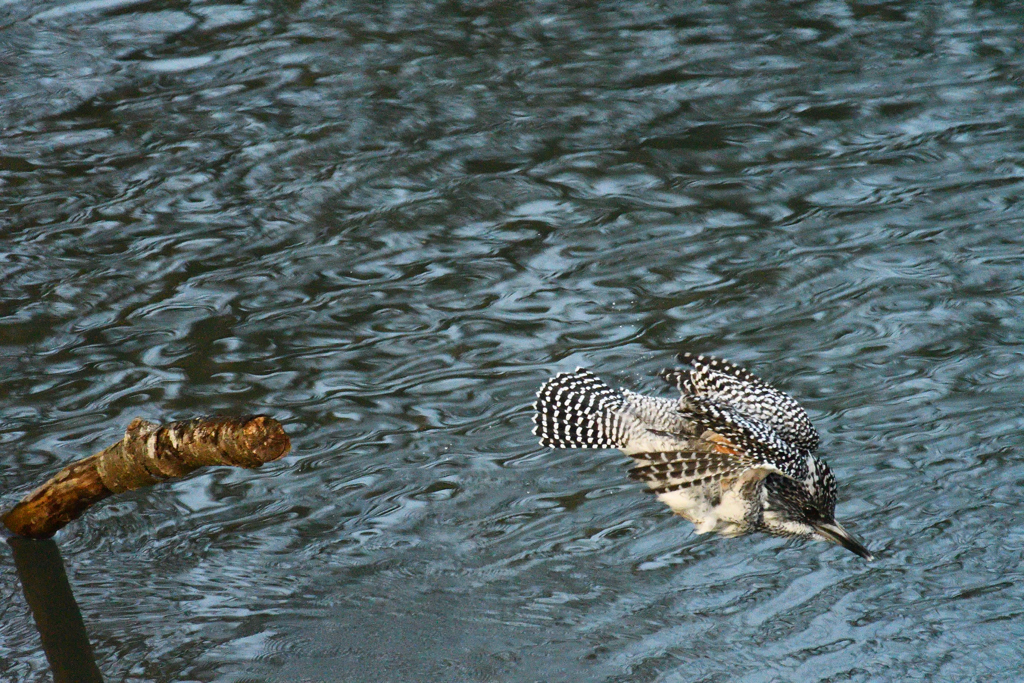 ヤマセミ　飛び込む寸前その2