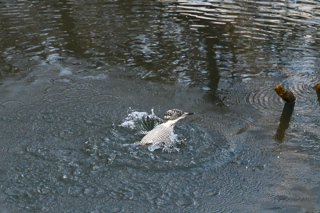 ヤマセミ　飛び出しその5
