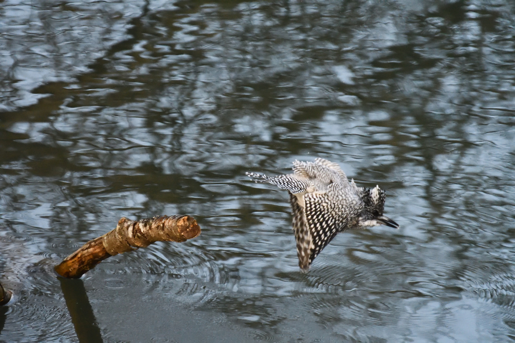 ヤマセミ　飛びだし　その2