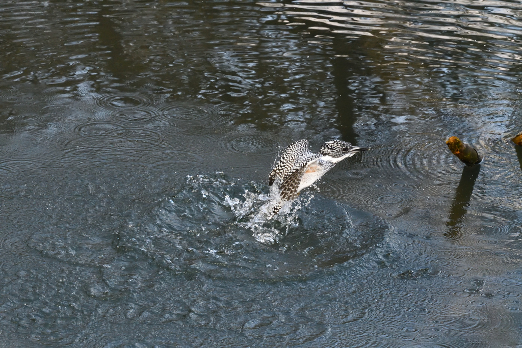 ヤマセミ　飛び出しその6