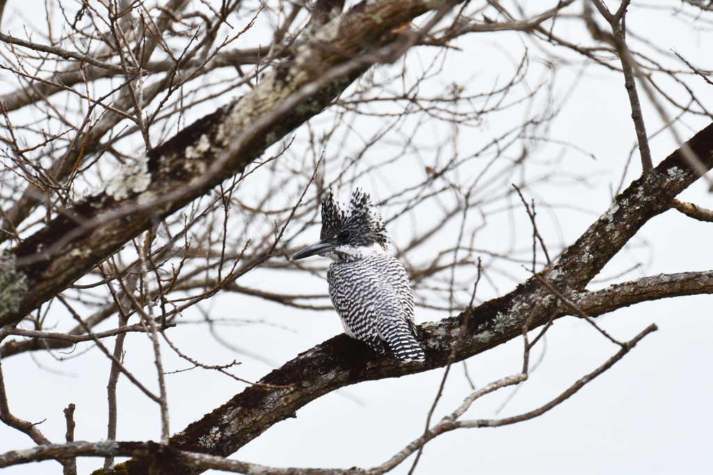 背面越しの見返り美人！