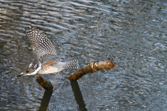ヤマセミの飛翔その1
