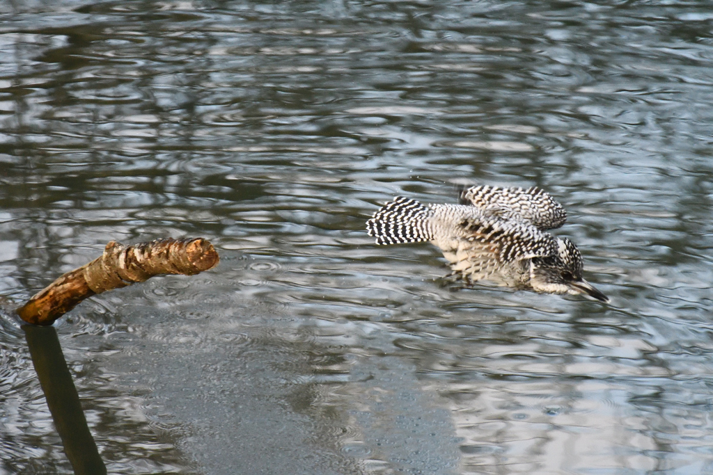 ヤマセミ　飛び込む寸前その1