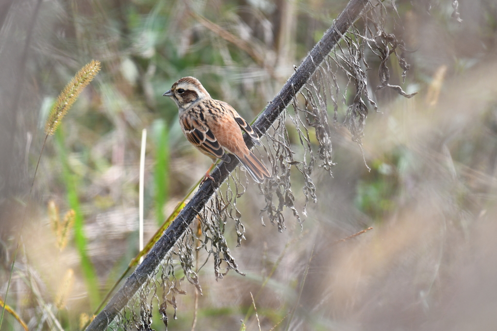 繁みの中からこんにちは。