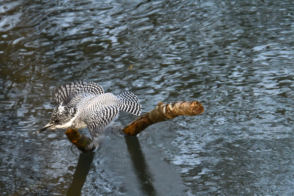 ヤマセミの飛翔その4