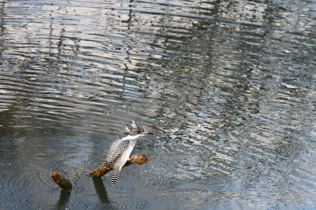 ヤマセミ　飛び出しその11