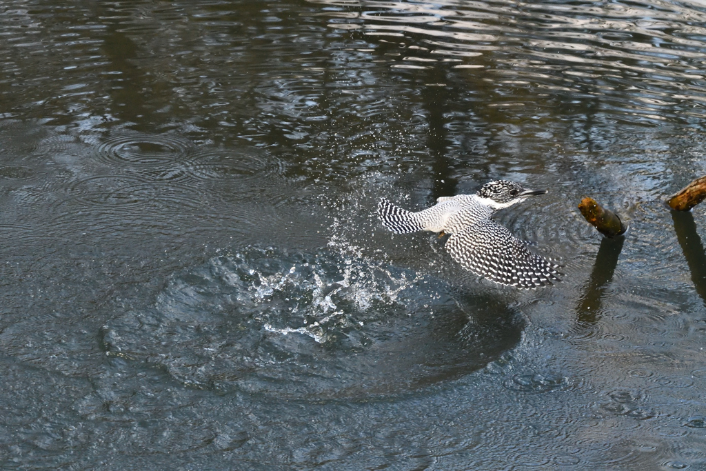 ヤマセミ　飛び出しその7