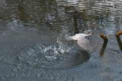 ヤマセミ　飛び出しその7