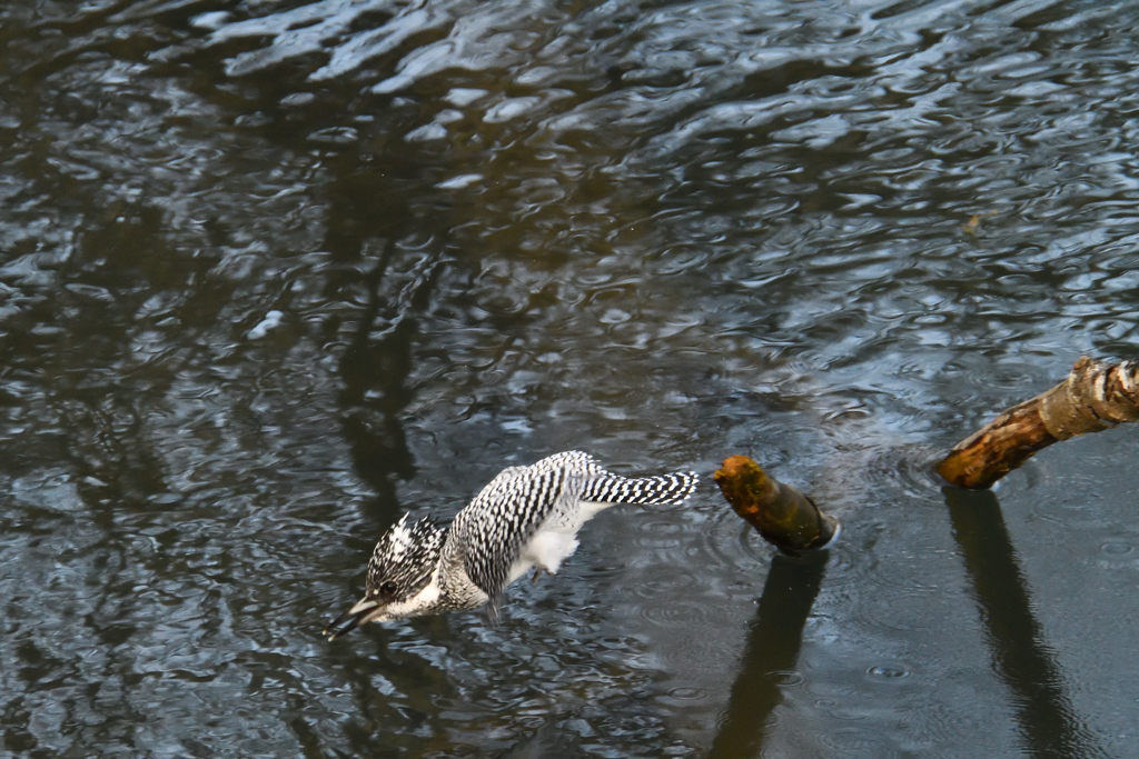 ヤマセミ　飛び込み！