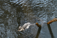 ヤマセミ　飛び込み！