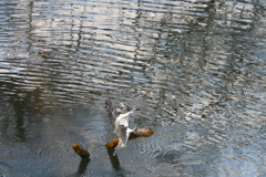 ヤマセミ　飛び出しその10