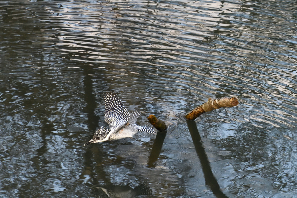 ヤマセミの飛翔その3