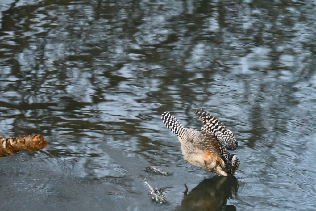 ヤマセミ　飛びだし　その3