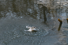 ヤマセミ　飛び出しその4