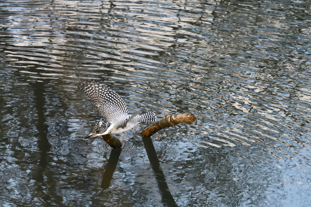 ヤマセミの飛翔その2