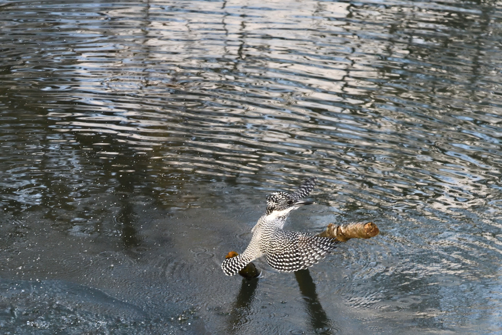 ヤマセミ　飛び出しその9