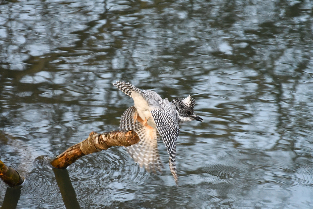 ヤマセミ　飛びだし　その1