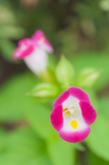 Torenia