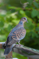 鳩