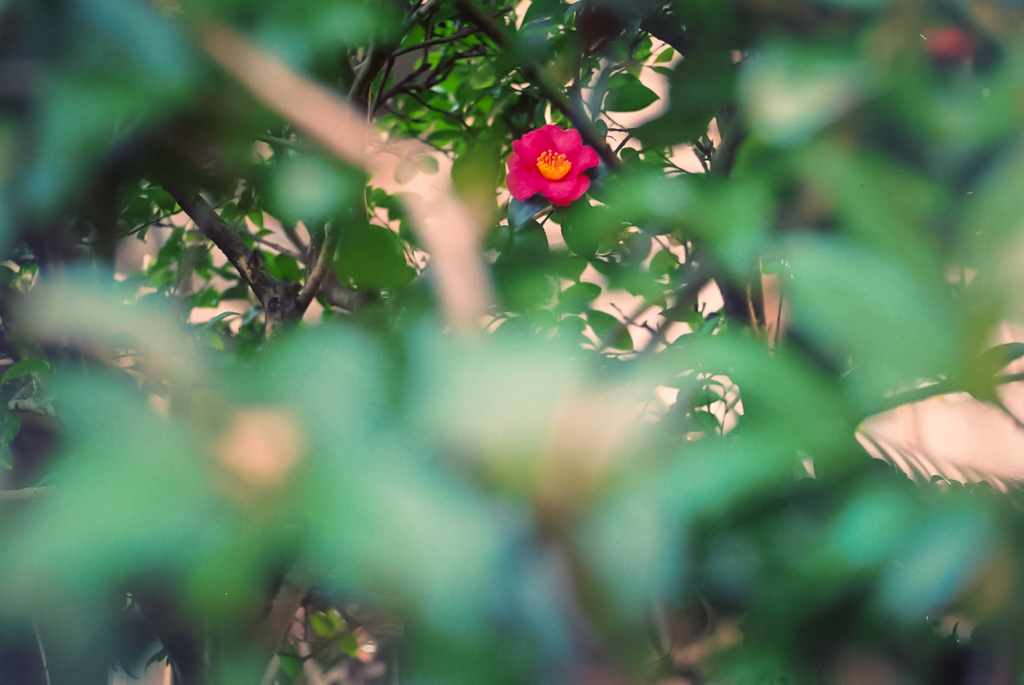 山茶花