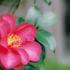 山茶花
