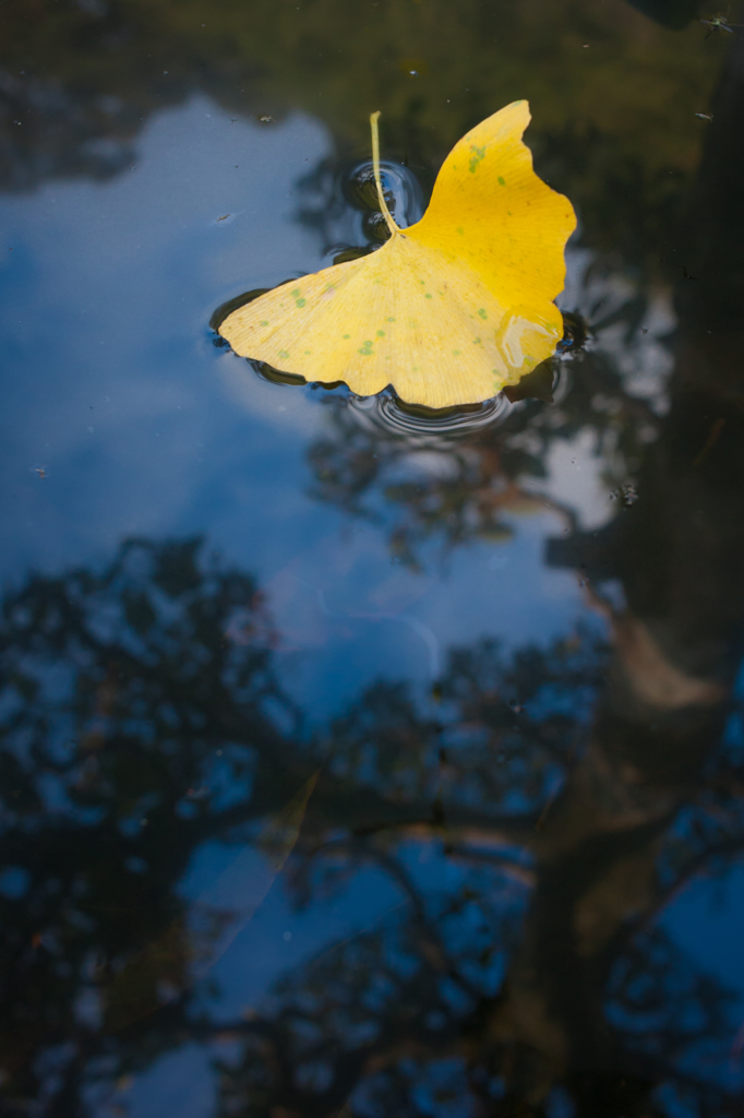 mellow yellow