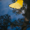 mellow yellow